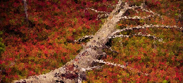 フィンランドの紅葉の森